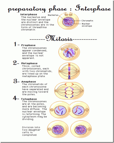 Cell Division ( MITOSIS) in Animal Cells | The WARAK WARAK Method